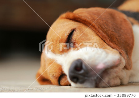 beagle dog Sleeping and take some rest  33889776