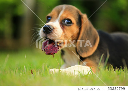 beagle dog Sleeping and take some rest  33889799