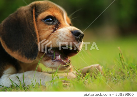 beagle dog Sleeping and take some rest beagle dog Sleeping and take some rest 33889800