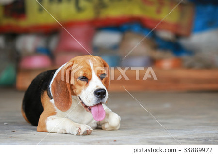 Beagle dog lying down and rest on floor Beagle dog lying down and rest on floor 33889972