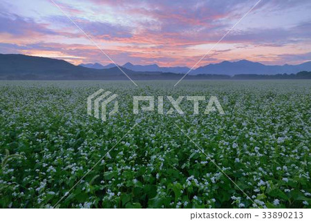 Morning-baked buckwheat field Morning-baked buckwheat field 33890213