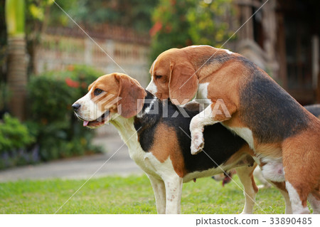 are beagles purebred