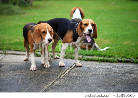 purebred beagle dog are now receptive in mating purebred beagle dog are now receptive in mating 33890500
