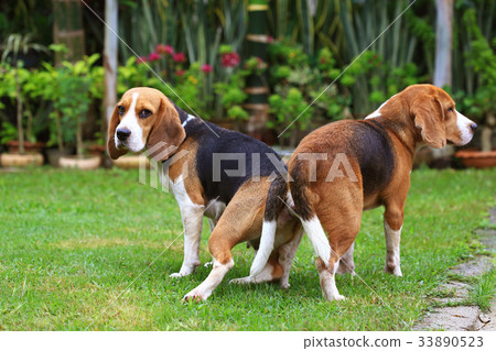 purebred beagle dog are now receptive in mating 33890523