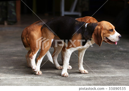 purebred beagle dog are now receptive in mating purebred beagle dog are now receptive in mating 33890535