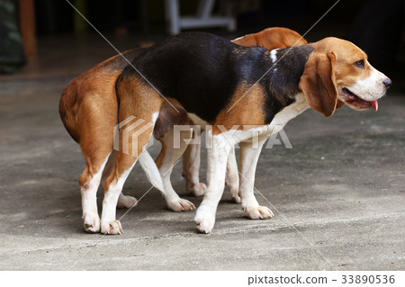 purebred beagle dog are now receptive in mating purebred beagle dog are now receptive in mating 33890536