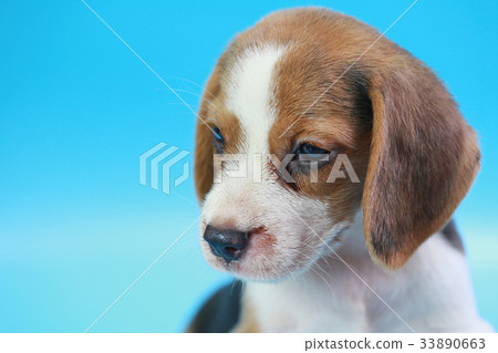 2 months beagle puppy sit down and looking camera 2 months beagle puppy sit down and looking camera 33890663