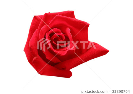 Red rose isolated on white background. Red rose isolated on white background. 33890704