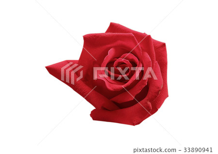 Red rose isolated on white with clipping path. 33890941