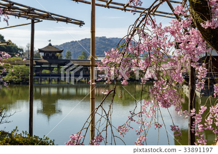 天堂金谷支櫻花 33891197