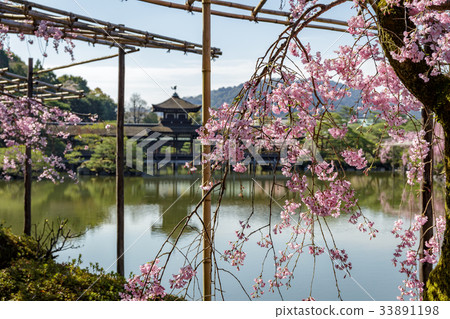 Heavenly Jingu branch cherry blossoms 33891198
