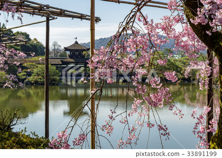 Heavenly Jingu branch cherry blossoms 33891199