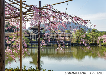 天堂金谷支櫻花 天堂金谷支櫻花 33891200