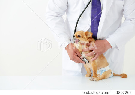 獸醫吉娃娃形象 獸醫吉娃娃形象 33892265