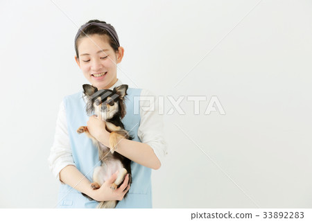 Chihuahua long coat Chihuahua long coat 33892283