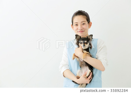 Chihuahua long coat 33892284