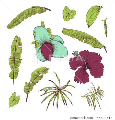 Hand drawn of tropical plants and flower 33892318