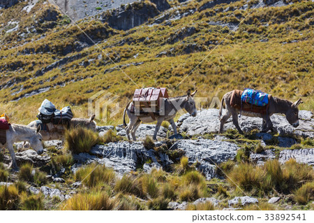Caravan in Cordillera 33892541