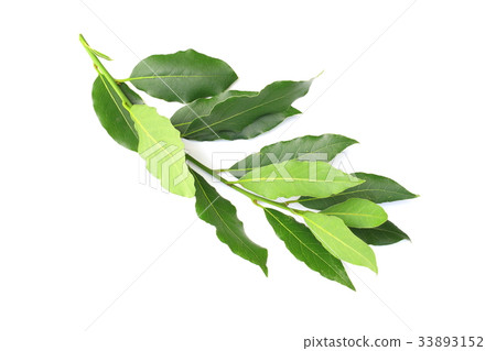 月桂葉 33893152