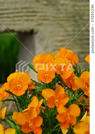 Viola beautiful orange Viola beautiful orange 33893296