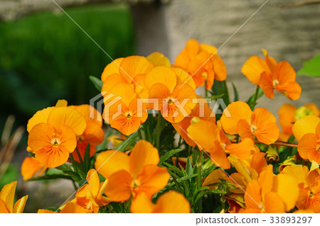 Viola beautiful orange Viola beautiful orange 33893297