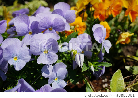 Viola is a beautiful viola 33893391
