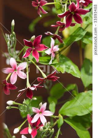 Rangoon creeper or Quisqualis indica flower Rangoon creeper or Quisqualis indica flower 33893488
