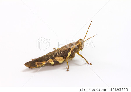 Grasshopper isolated on white background Grasshopper isolated on white background 33893523
