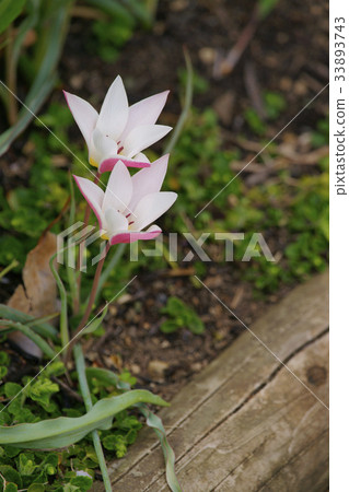 Tulip Tulip 33893743