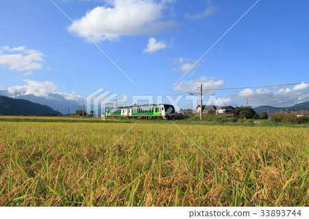 Autumn Oito Line Golden-colored Inada Autumn Oito Line Golden-colored Inada 33893744