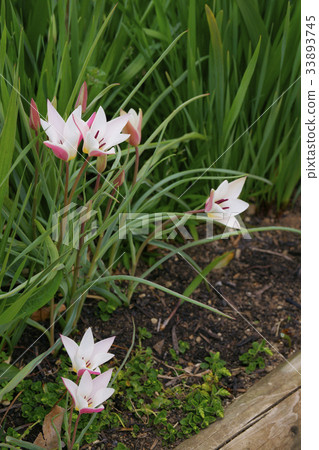 鬱金香 鬱金香 33893745