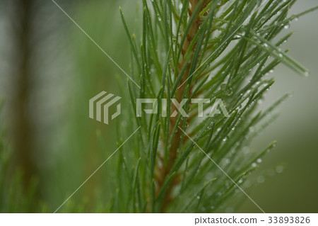 Needle branch green trees after rain 33893826