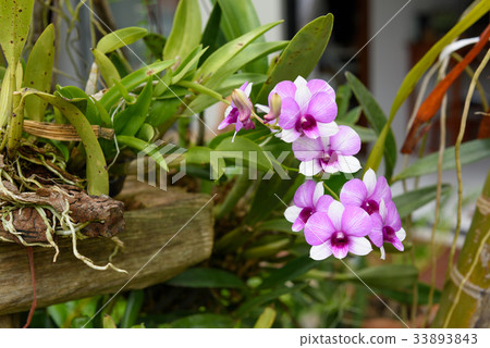 Beautiful orchid flower in garden outdoor Beautiful orchid flower in garden outdoor 33893843