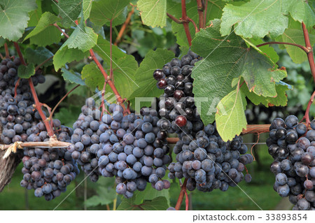 Wine grapes before harvest Wine grapes before harvest 33893854