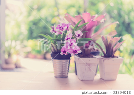 Beautiful purplr orchid flowers and in garden Beautiful purplr orchid flowers and in garden 33894018