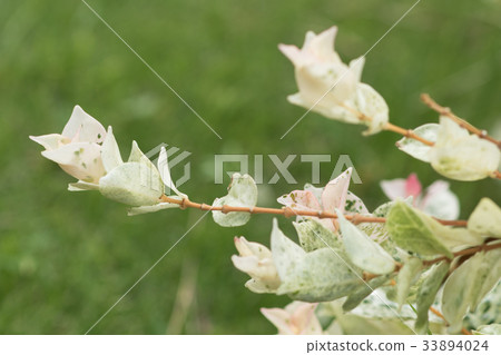 First snow kazura 33894024