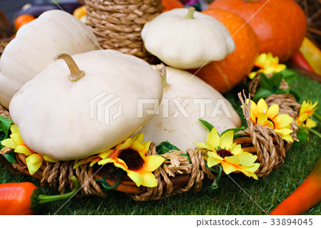 white pumpkin harvesting 33894045