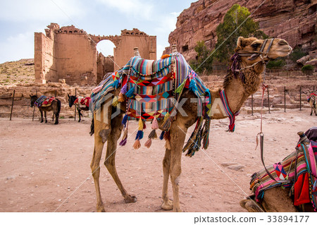 Arab camels in the ancient city of Petra, Jordan 33894177