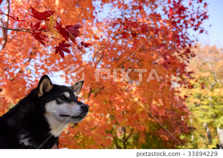 Ebony and autumn leaves Ebony and autumn leaves 33894229