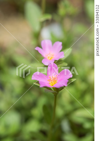 Common Purslane, Little Hogweed beautiful flowers Common Purslane, Little Hogweed beautiful flowers 33894312