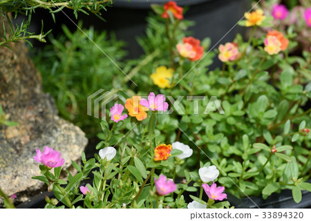 Common Purslane, Little Hogweed beautiful flowers 33894320