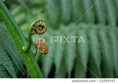 Fern Fern 33894543