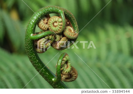 Fern Fern 33894544