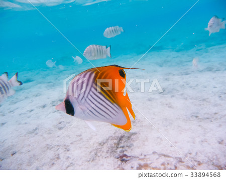 多刺的蝴蝶 33894568