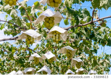[山梨]即將收穫，葡萄園葡萄，馬斯喀特 33894613