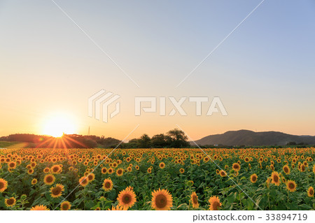 Sunset sunflower Sunset sunflower 33894719