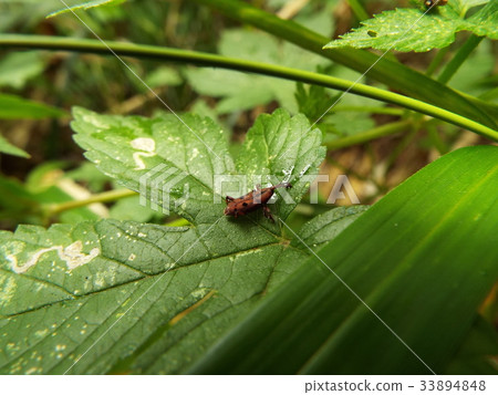 Tohoshita weevil Tohoshita weevil 33894848
