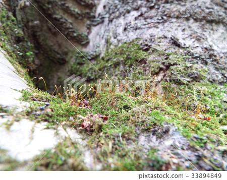 Moss Moss 33894849