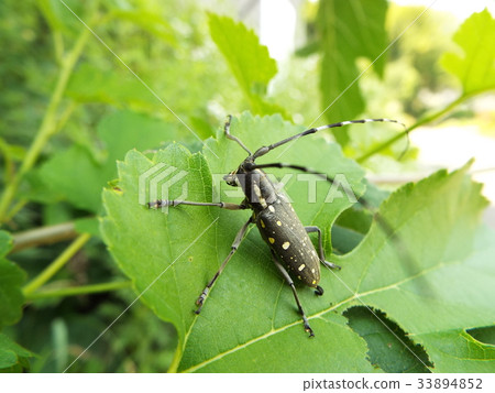 Kiboshikamikiri 33894852