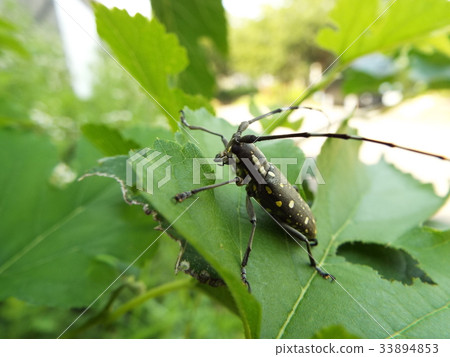 Kiboshikamikiri Kiboshikamikiri 33894853